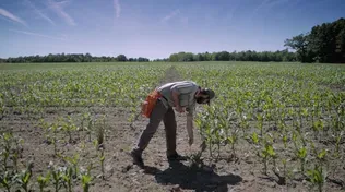 Maize | Geneticist's Growing Season