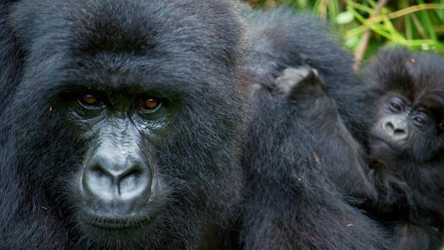 Nature | Alpha Gorilla is Dad of the Year