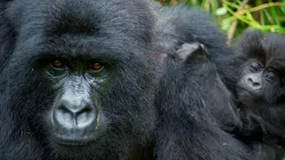 Alpha Gorilla is Dad of the Year