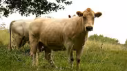 French Magnolia Cooks: Cow