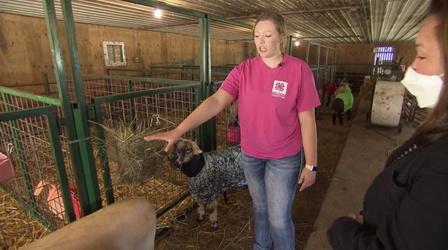 Video thumbnail: Almanac A Different 4-H State Fair Sheep Competition