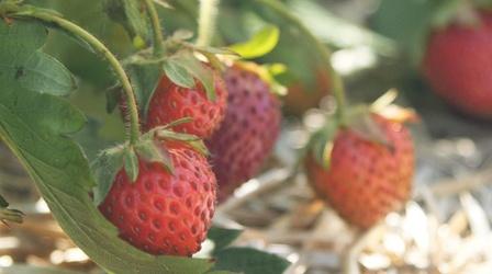 Video thumbnail: Postcards Strawberries, Fish Paintings and Luthier