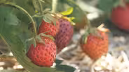 Strawberries, Fish Paintings and Luthier