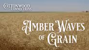 Amber Waves of Grain