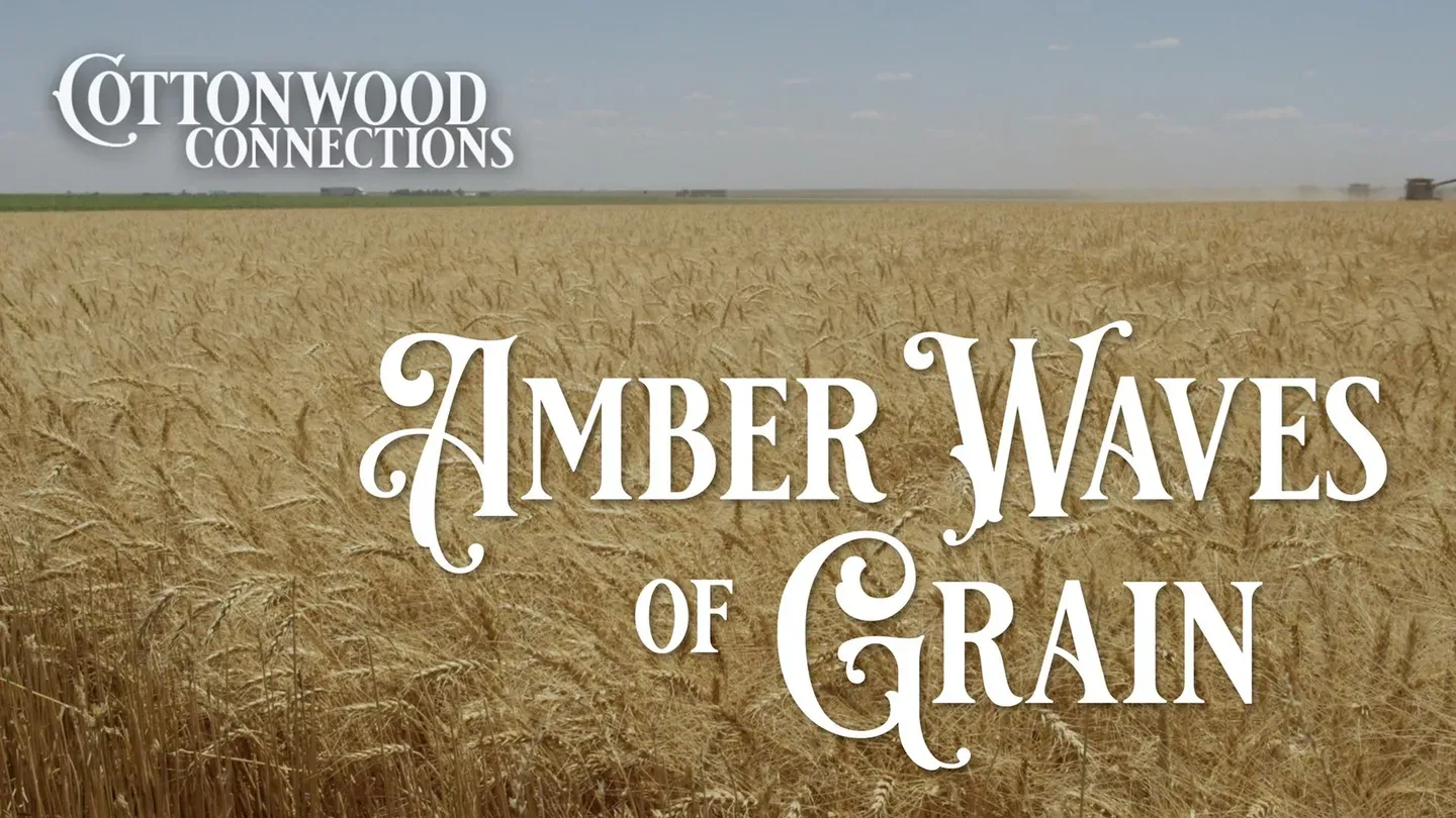 Amber Waves of Grain