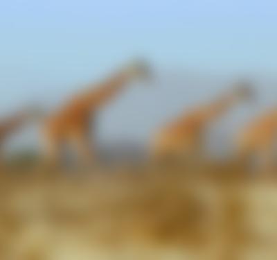 Extinction: The Facts