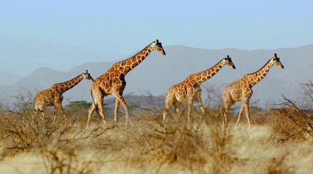 Video thumbnail: Extinction: The Facts The Biodiversity Crisis