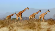 The Biodiversity Crisis