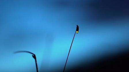 Video thumbnail: This Is Utah Utah’s Fireflies