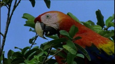 Video thumbnail: Nature The Real Macaw