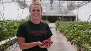 From backyard garden to high-tech strawberry farm