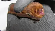 Bats
