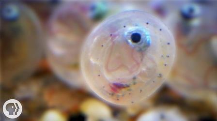 Video thumbnail: Deep Look These Fish Are All About Sex on the Beach