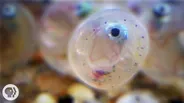 These Fish Are All About Sex on the Beach