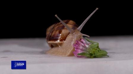 Video thumbnail: You Bet Your Garden You Bet Your Garden S3 Ep. 28 - 50 Ways to Kill Slugs