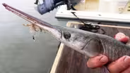 Marine Fishes: Tidal Creeks and Rivers