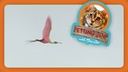 Petting Zoo: Fugitive Flamingo
