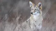 Walk on the Wild Side