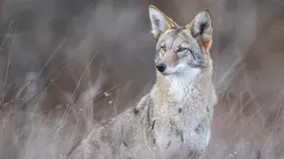 Walk on the Wild Side