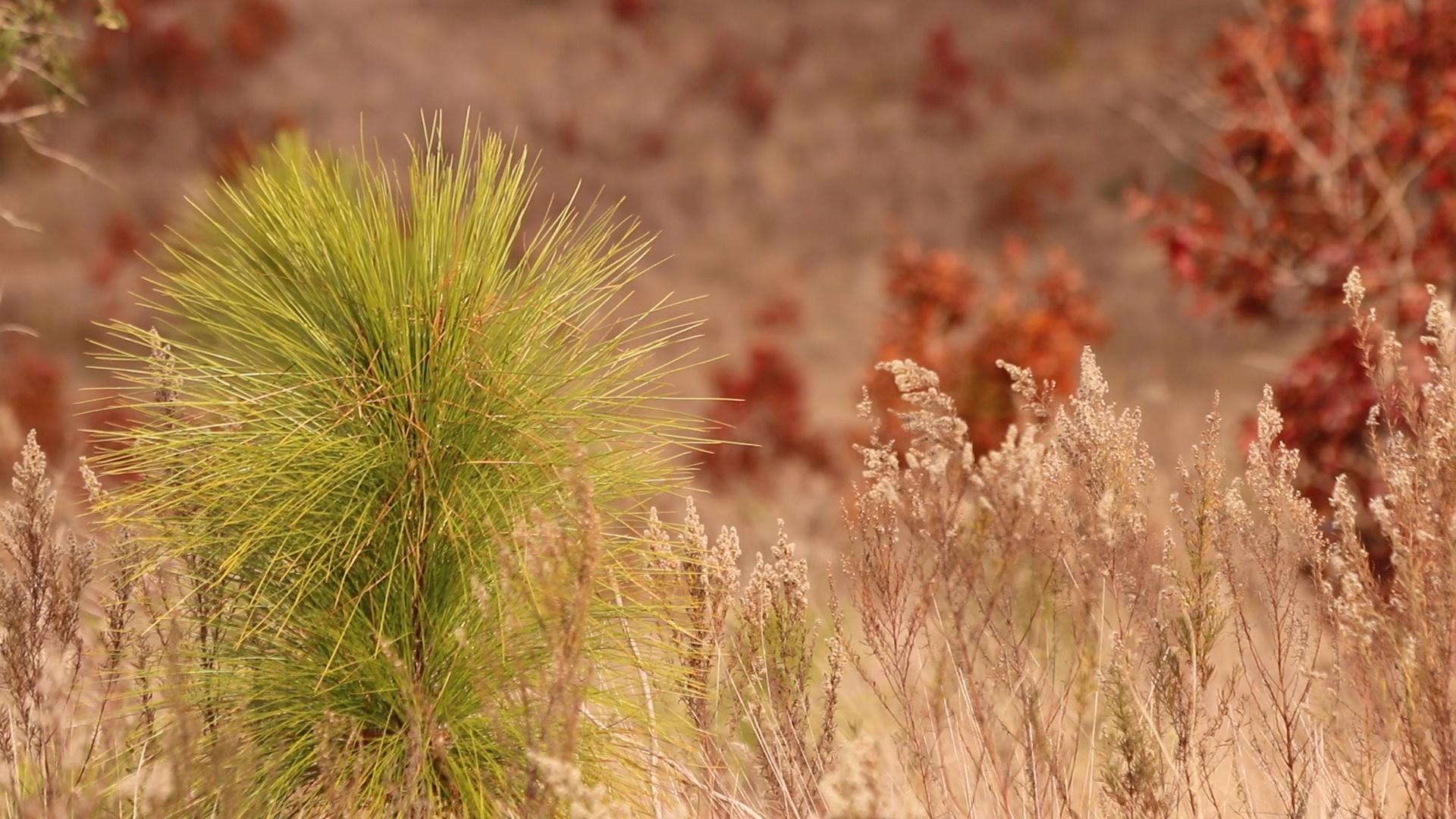 Sandhill Restoration Grows Longleaf Habitat at Torreya State Park