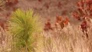 Sandhill Restoration Grows Longleaf Habitat