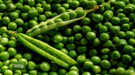 Video thumbnail: You Bet Your Garden You Bet Your Garden Ep. 121: Peas and Beans