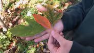 Why Do Leaves Change Color?