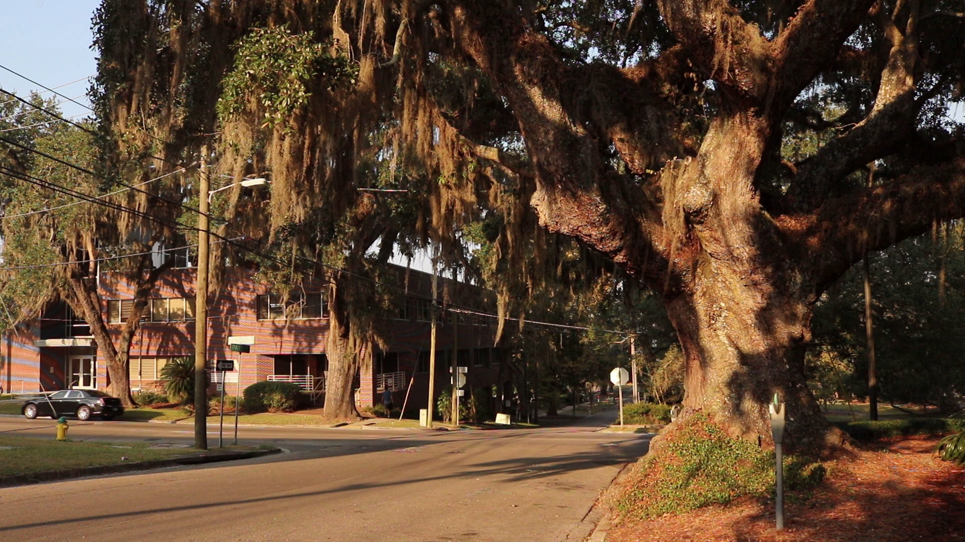 Live Oaks in Tallahassee Part 2|The Urban Forest