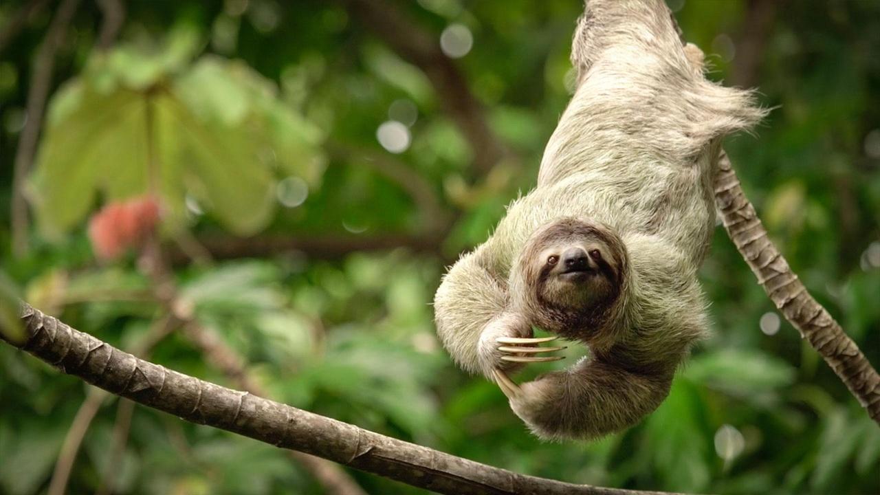 Canvasing the World With Sean Diediker: Canvasing Southern Costa Rica