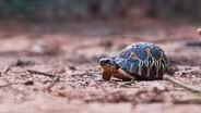 No Two Radiated Tortoises Are Alike