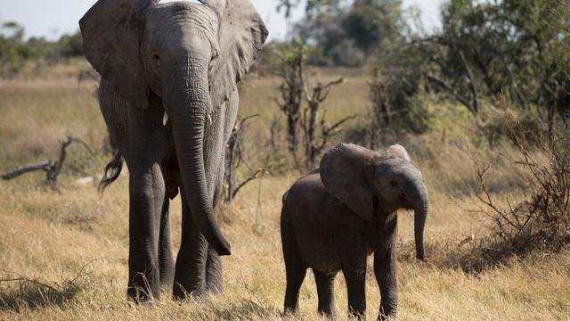 Nature | Naledi: One Little Elephant