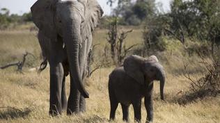 Naledi: One Little Elephant