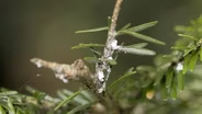 The Hemlock Wooly Adelgid