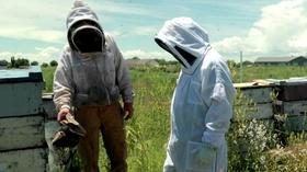 Video thumbnail: Chef Driven A Bee’s Food: Honey