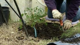 Video thumbnail: Virginia Home Grown Tip from Maymont: Planting Roses