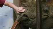 A rhino encounter at a 'small but mighty' zoo
