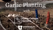 Garlic Planting