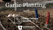 Garlic Planting