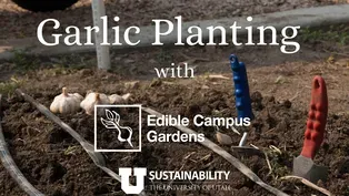 Garlic Planting