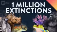 1 MILLION Species Could Go Extinct… Here’s Why.