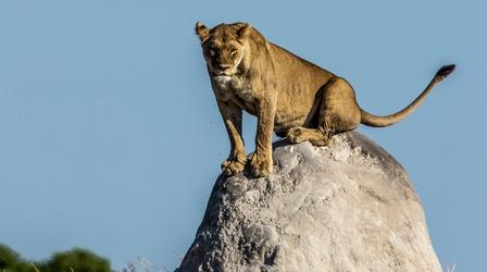 Lions Take Down Warthogs