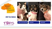 09/12/2024 | Lady Fluffington, Junior and Frankie  | Mark's Furry Friends