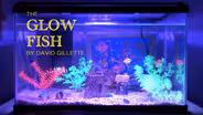 Glow Fish Essay | David Gillette