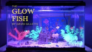 Glow Fish Essay | David Gillette