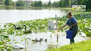 The Swans of Lakeland