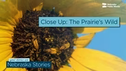 The Prairie Ecologist