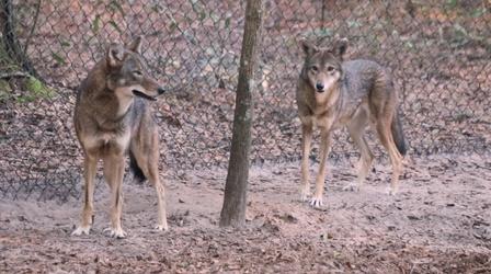 Video thumbnail: Local Routes New Red Wolf Breeding Pair at the Tallahassee Museum