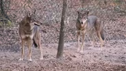 New Red Wolf Breeding Pair at the Tallahassee Museum