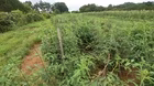 Volunteer Gardener 3411