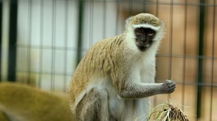 Video thumbnail: Wisconsin Life Primate Sanctuary